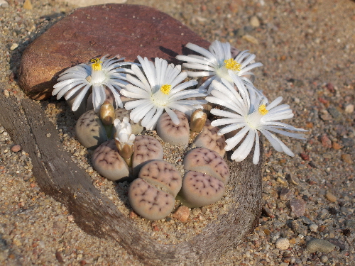 lithops eberlanzii